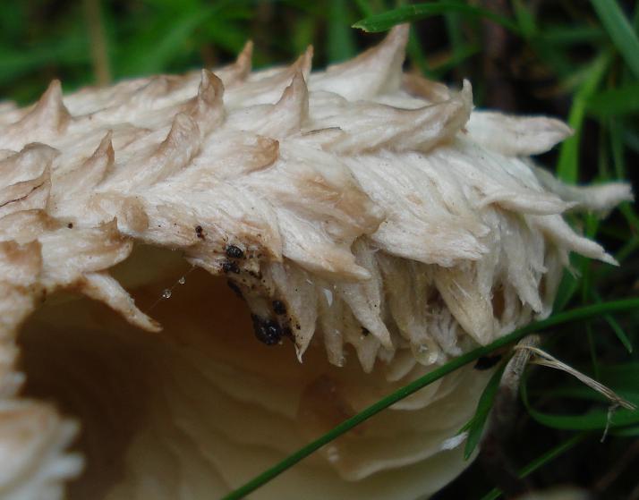 Amanita vittadini da confermare